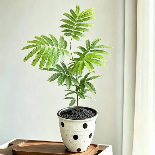密叶猴耳环客厅室内网红绿植观叶植物办公室桌面盆栽（35厘米）