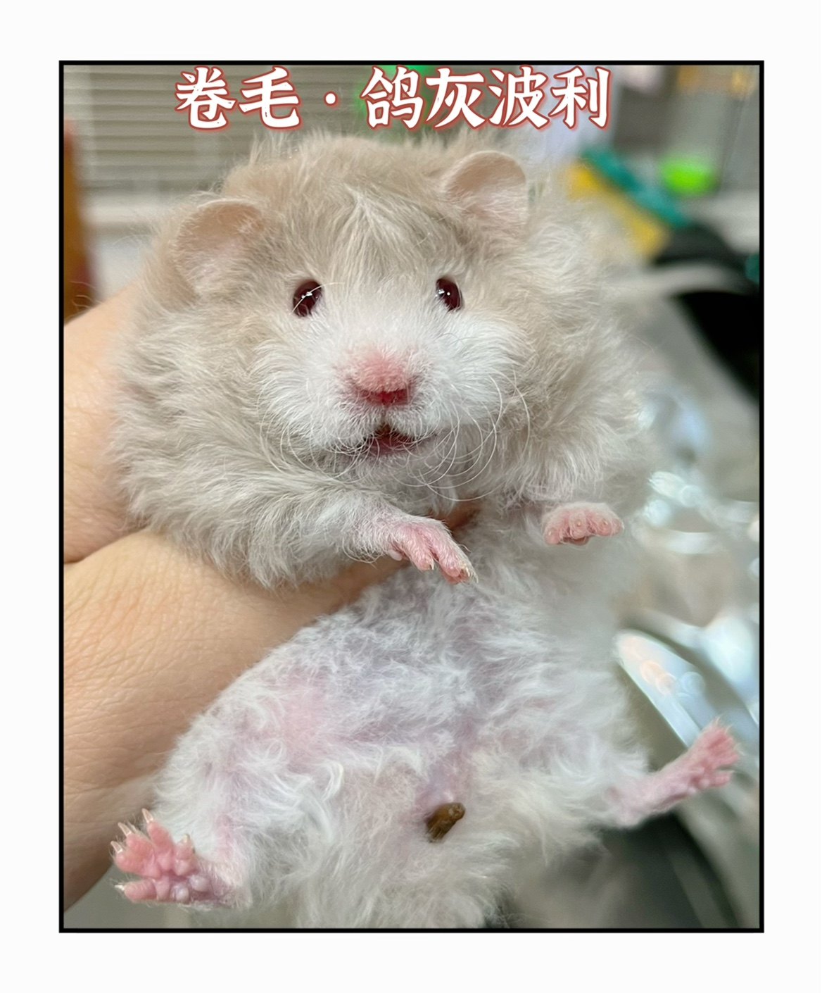 卷毛鸽灰波利金丝熊家养不咬人可爱上手好养活巨型西施熊仓鼠包邮