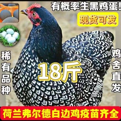 荷兰费尔德鸡金边鸡新品观赏鸡鱼鳞鸡怀特鸡活体黑白怀特