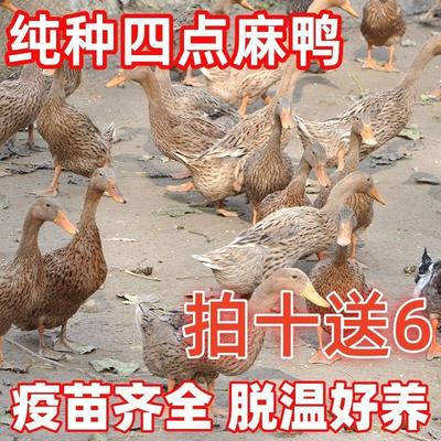 【纯种半斤麻鸭】包活活苗高产绿壳蛋鸭苗小鸭苗下蛋鸭脱温鸭土鸭