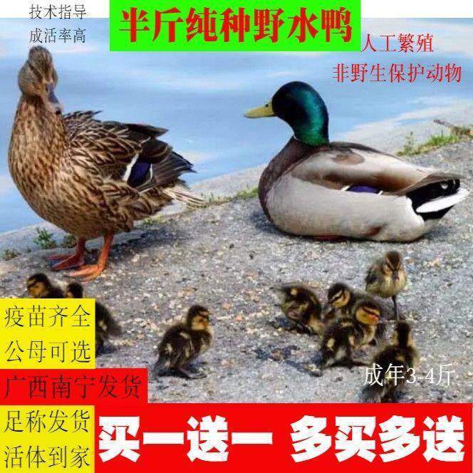 一斤野鸭苗半斤七彩野鸭散养青头鸭野水鸭苗麻鸭家庭观赏鸭鸳鸯苗