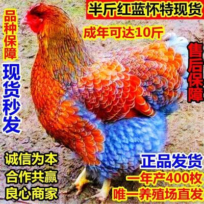 脱温半斤鱼鳞鸡活体观赏鸡怀特鸡宠物鸡抖音同款网红鸡五彩小花鸡