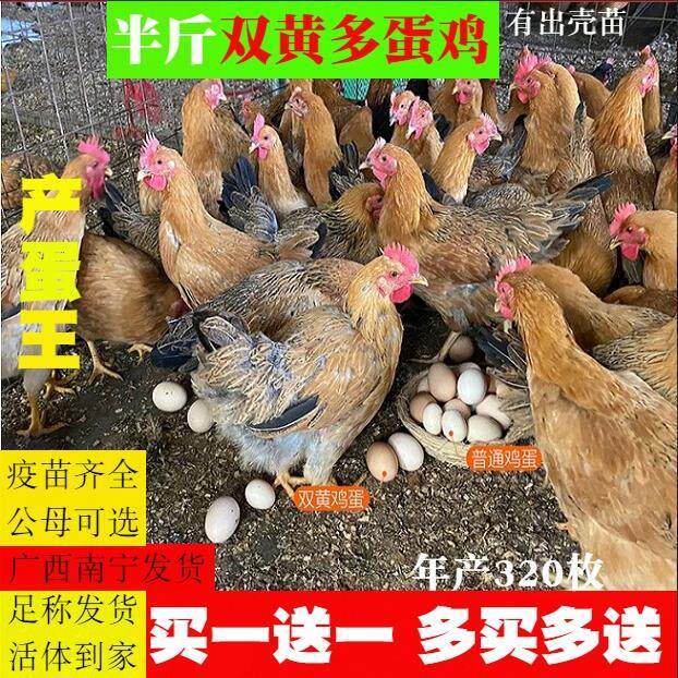 半斤双黄蛋鸡苗产蛋王多蛋鸡苗农家绿壳蛋海兰褐罗曼粉蛋鸡苗散养
