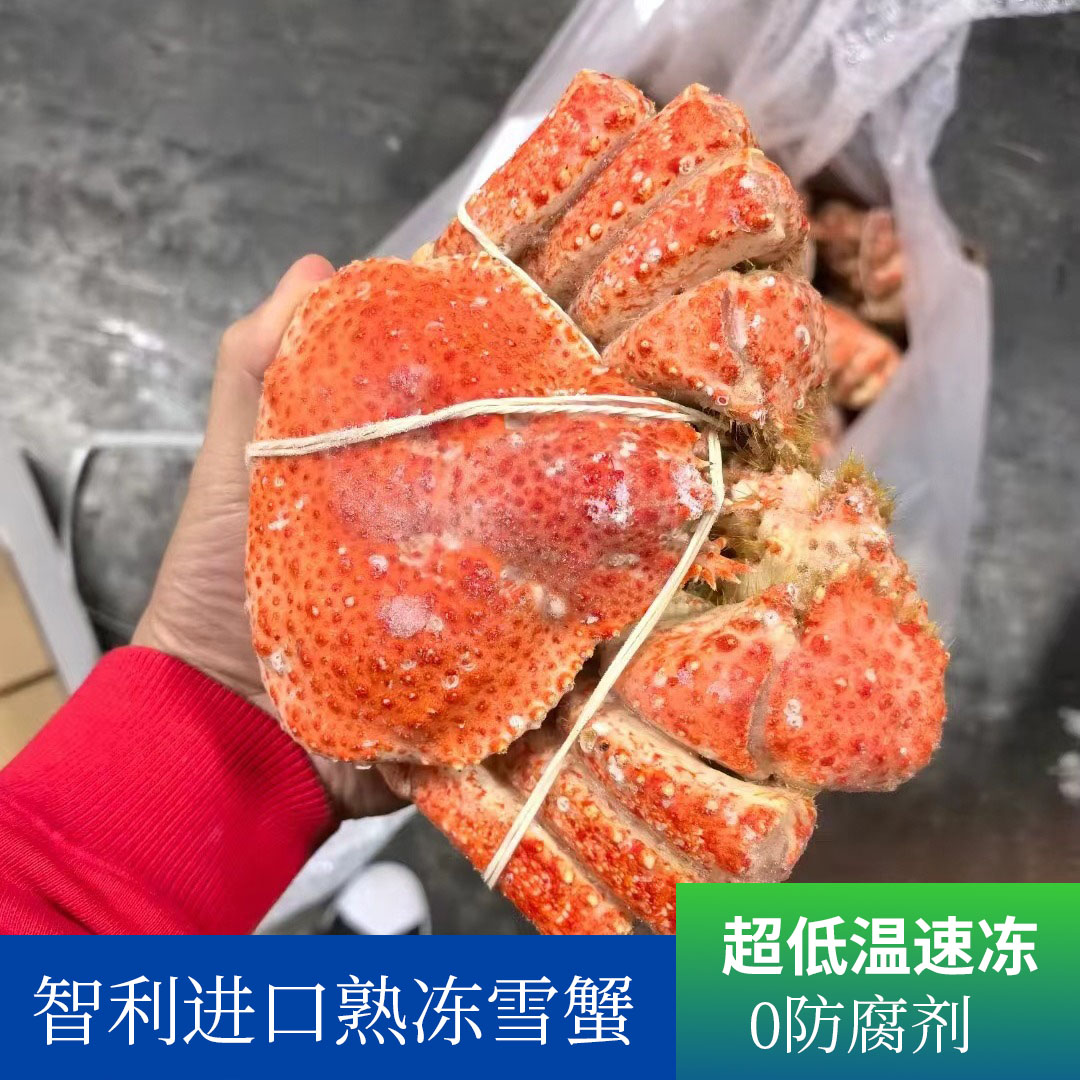 智利进口熟冻雪蟹肉质紧实饱满