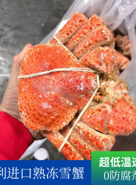智利进口熟冻雪蟹肉质紧实饱满