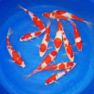 纯种日本红白锦鲤鱼除偏远区满19元 包邮🍬 包活小鱼苗活体鱼冷水观赏