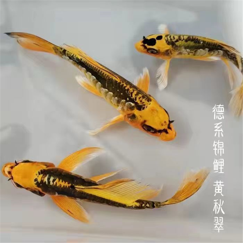 观赏鱼德系蓝龙活体冷水凤