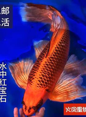 火凤凰锦鲤蝴蝶红松叶龙冷
