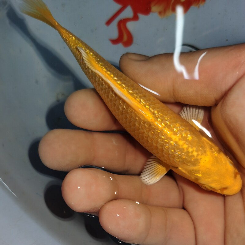 冷水淡水观赏鱼锦鲤鱼活鱼金鱼小型淡水好养红鲤鱼纯种小锦鲤鱼苗