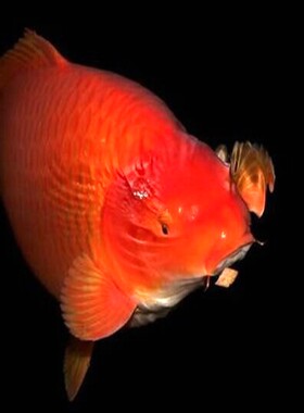 日本纯种锦鲤活体观赏鱼冷水鱼