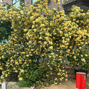 重瓣黄木香爬藤老桩大苗多季开花阳台花卉庭院植物好养红白木香花