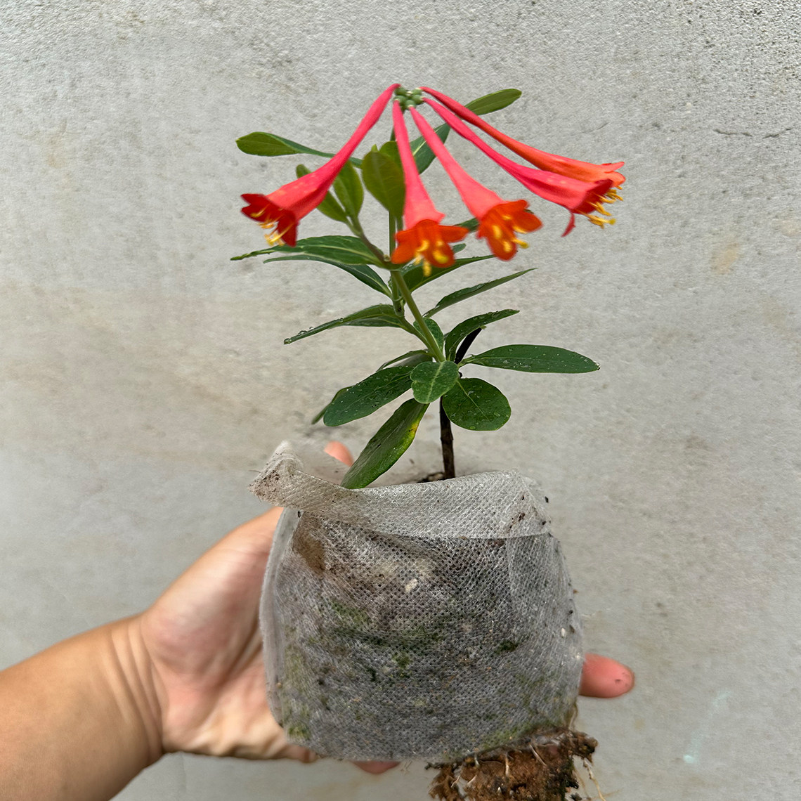 红珊瑚金银花树苗盆栽爬藤绿植物阳台庭院浓香多季开垂吊花卉耐寒