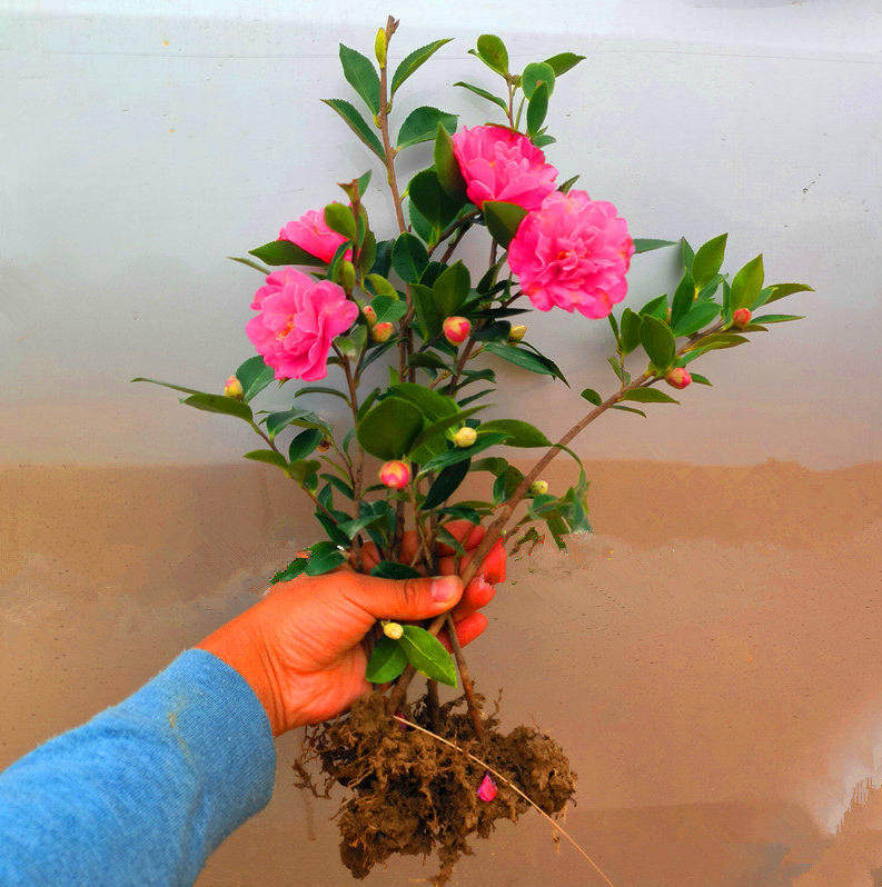 冬季开花耐寒耐阴茶花树苗红色茶梅花苗茶树球园林工程绿化小苗木