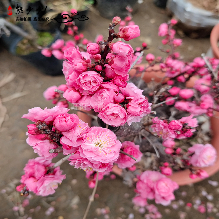 梅花盆景 送春梅 丰厚梅 杏梅 造型树桩室内老桩耐寒当年开花耐冻