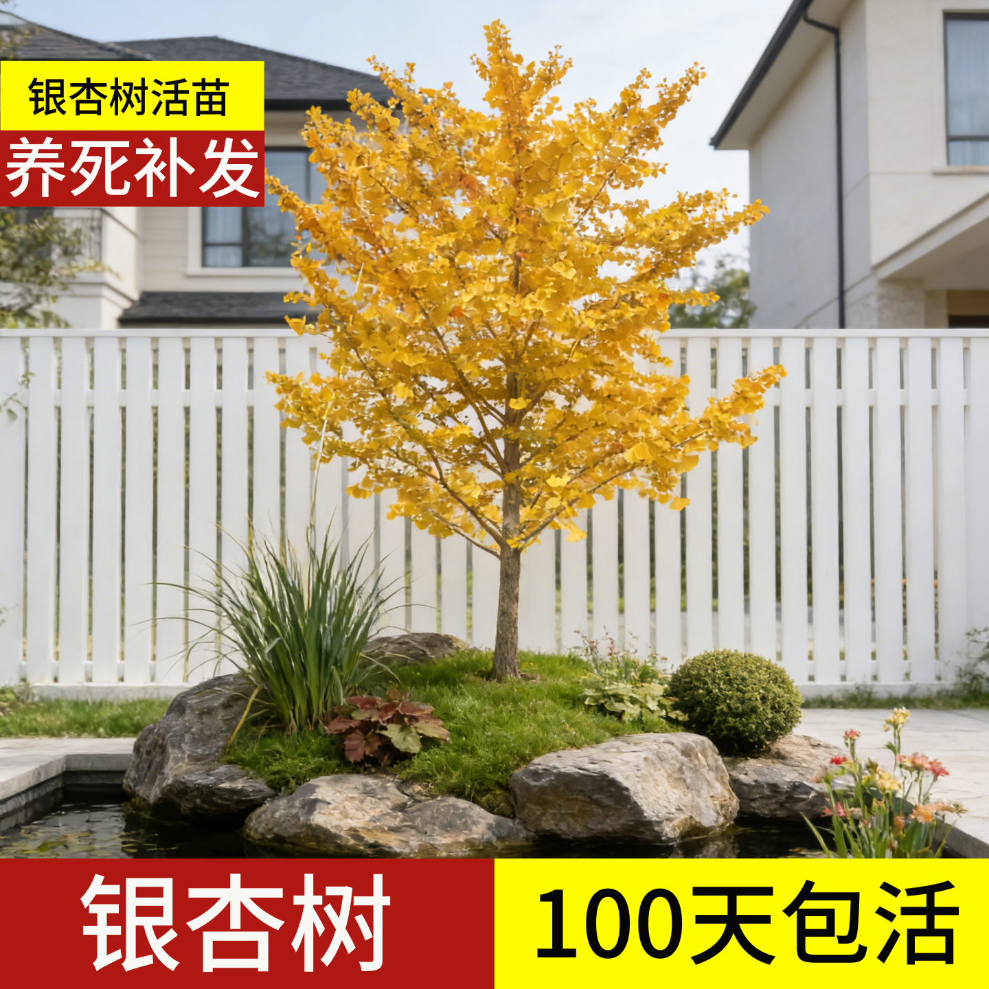 银杏树活苗带土大树庭院老桩正宗金叶白果特大号大型耐寒风景树