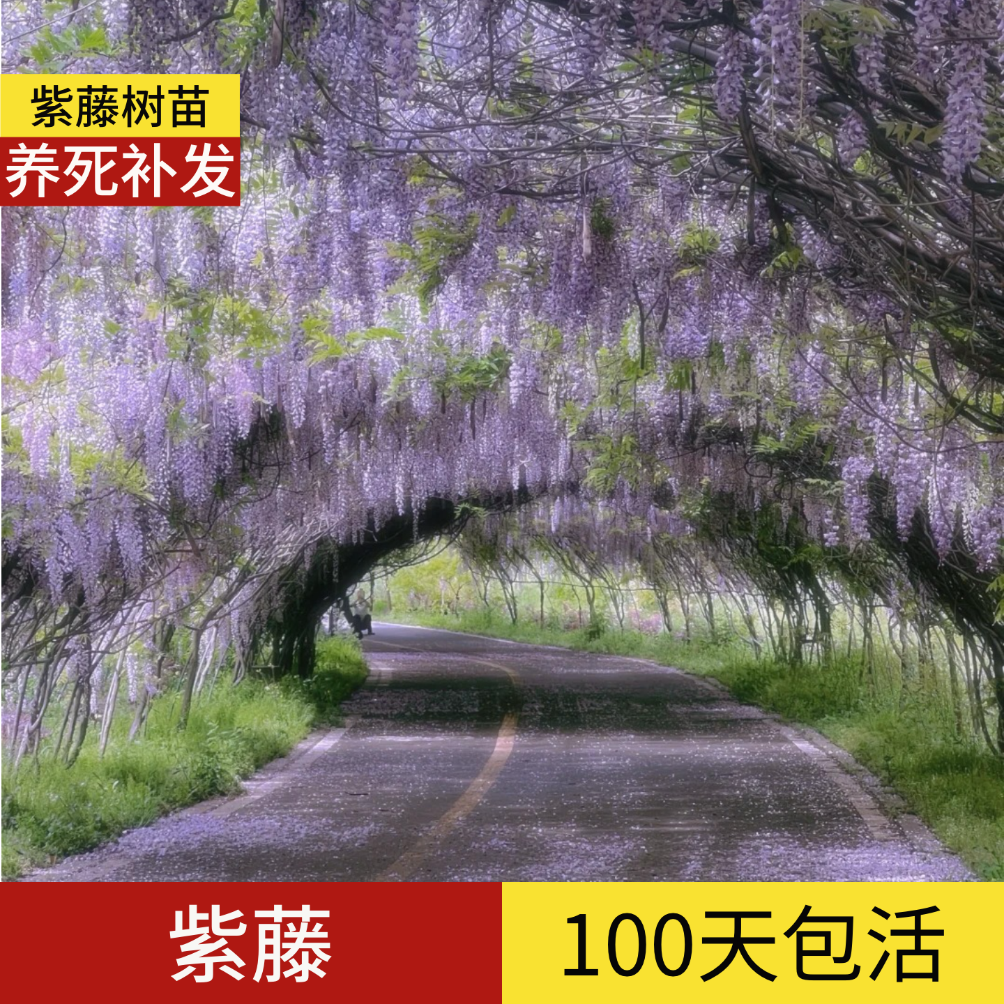 顺丰包邮】100天包活紫藤树大树