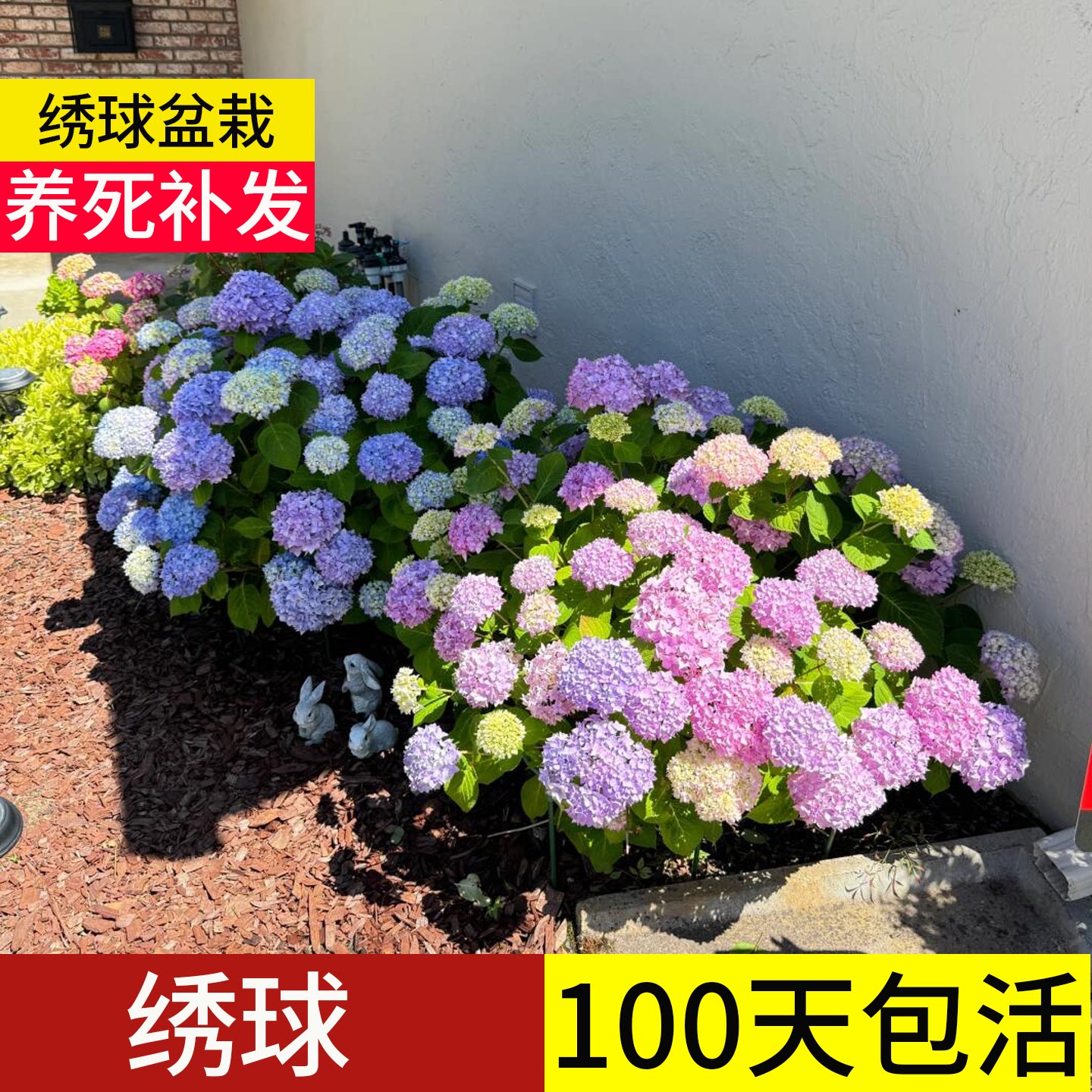 【顺丰包邮】100天包活绣球大苗