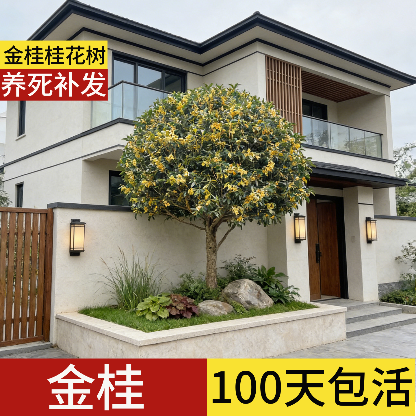 顺丰包邮】100天包活金桂桂花树