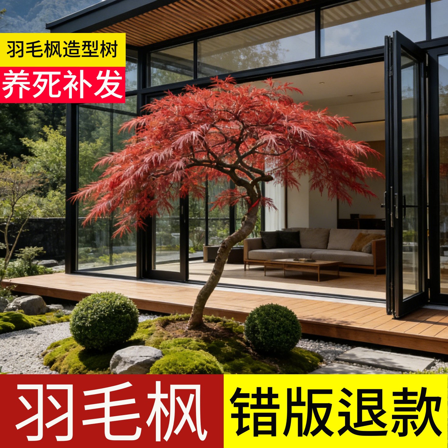 顺丰包邮100天包活羽毛枫造型树