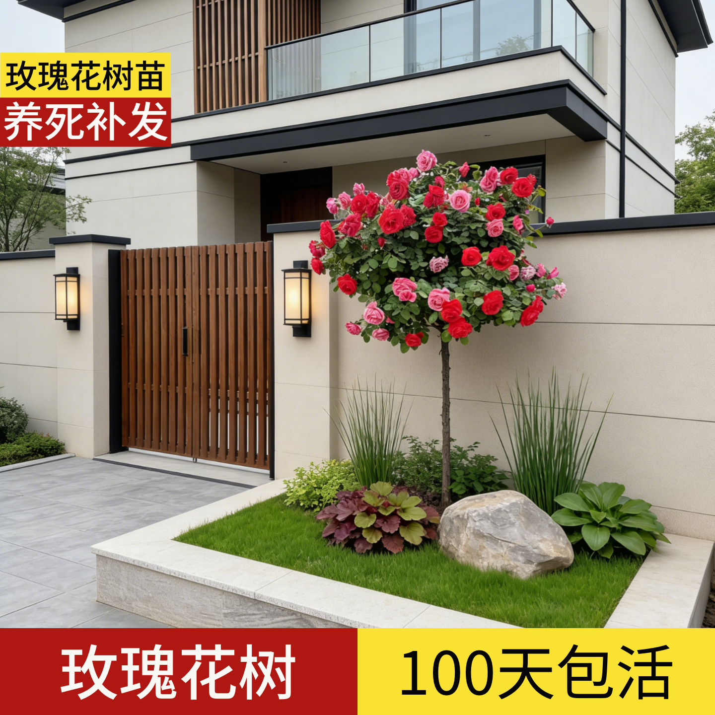 顺丰包邮】100天包活玫瑰花树苗