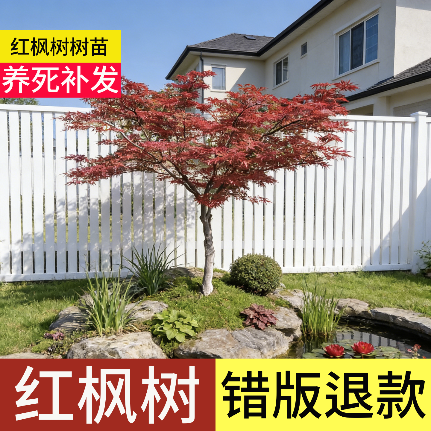 顺丰包邮】100天包活红枫树大树
