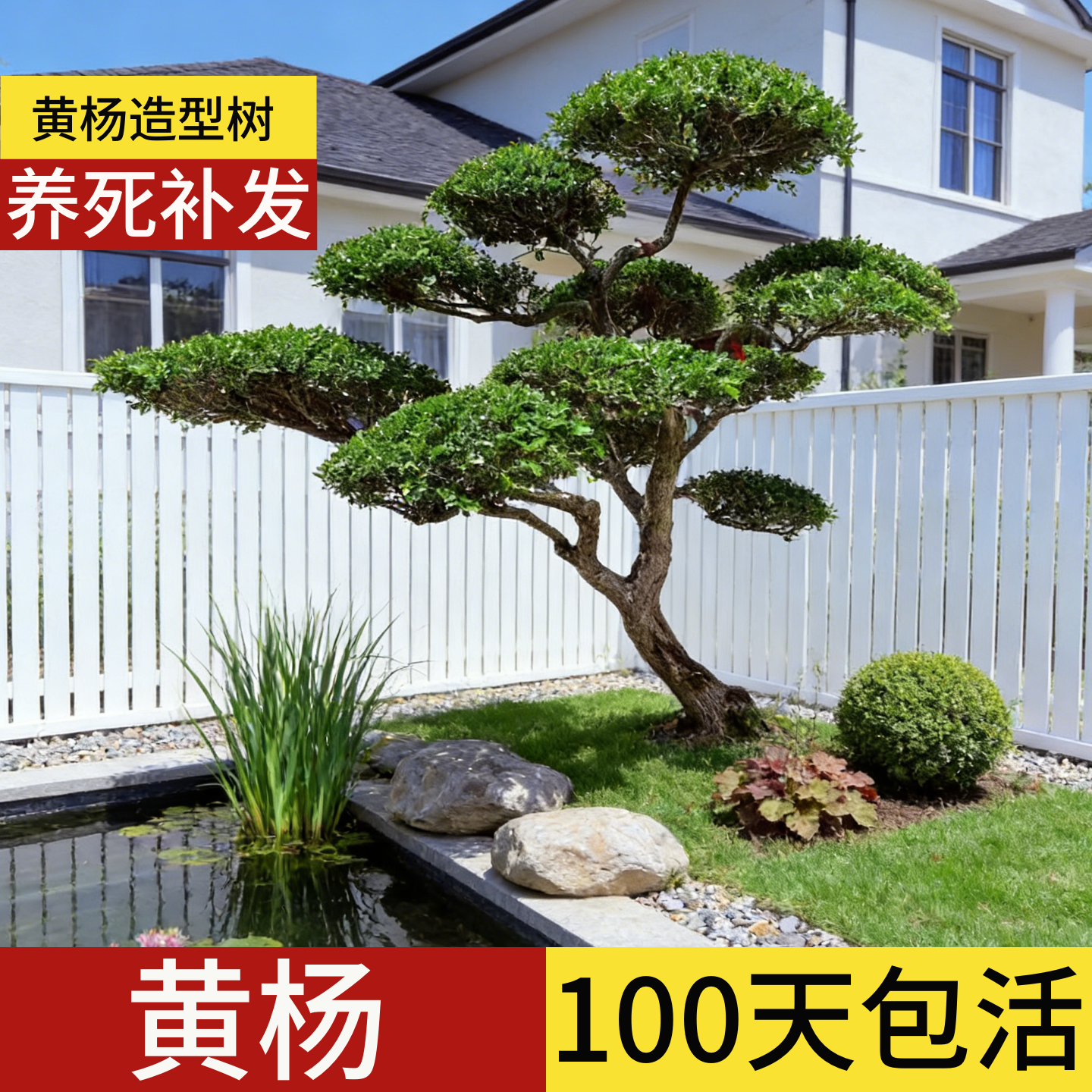 顺丰包邮」100天包活黄杨造型树