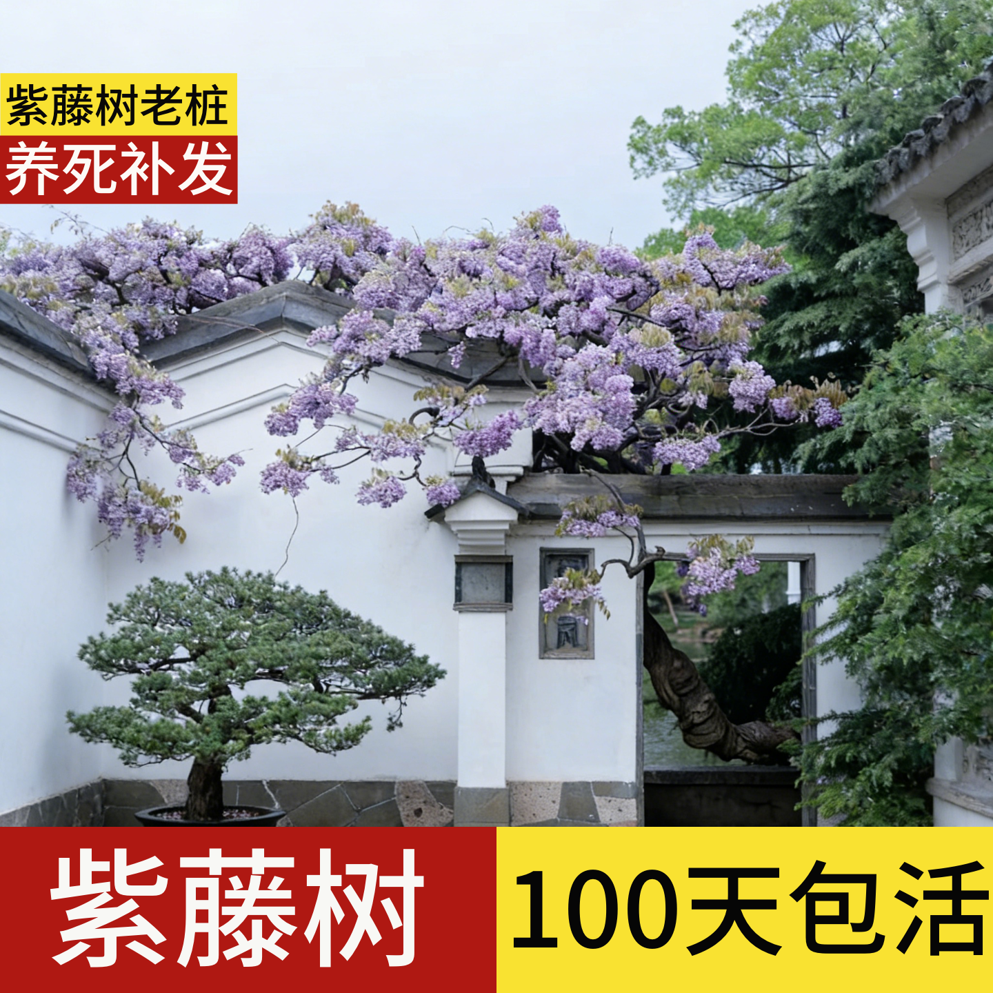 顺丰包邮】100天包活紫藤树大树