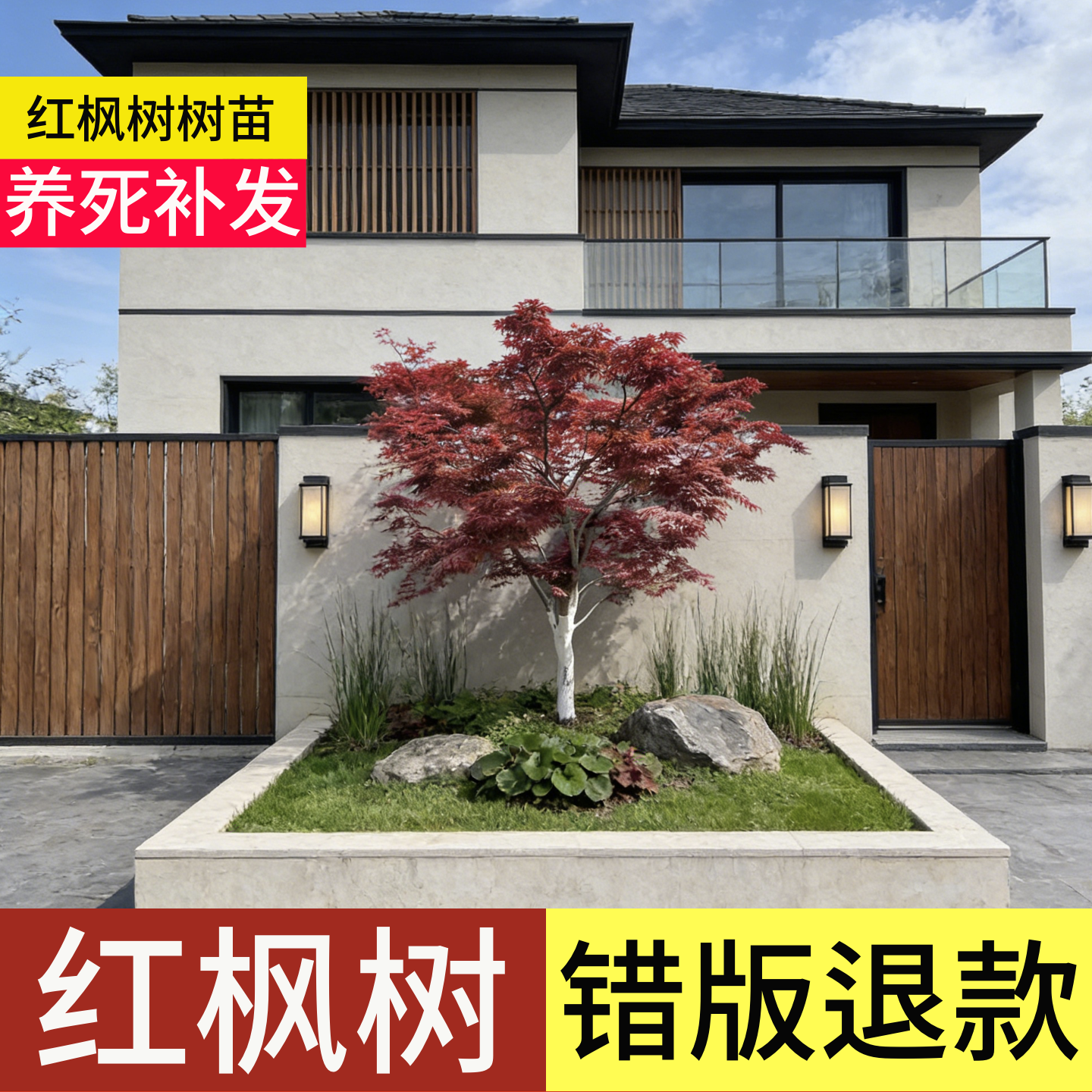 顺丰包邮」100天包活红枫树大树