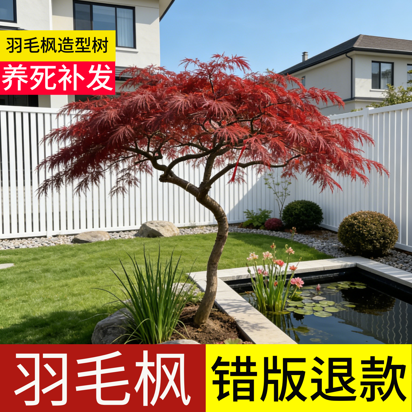 顺丰包邮100天包活羽毛枫造型树