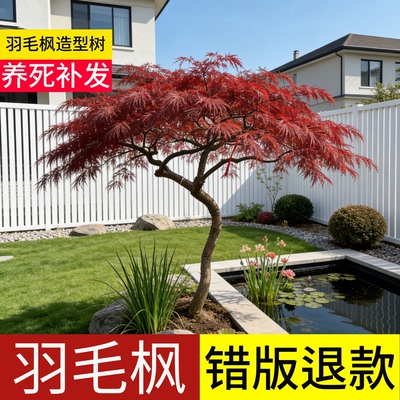 顺丰包邮100天包活羽毛枫造型树