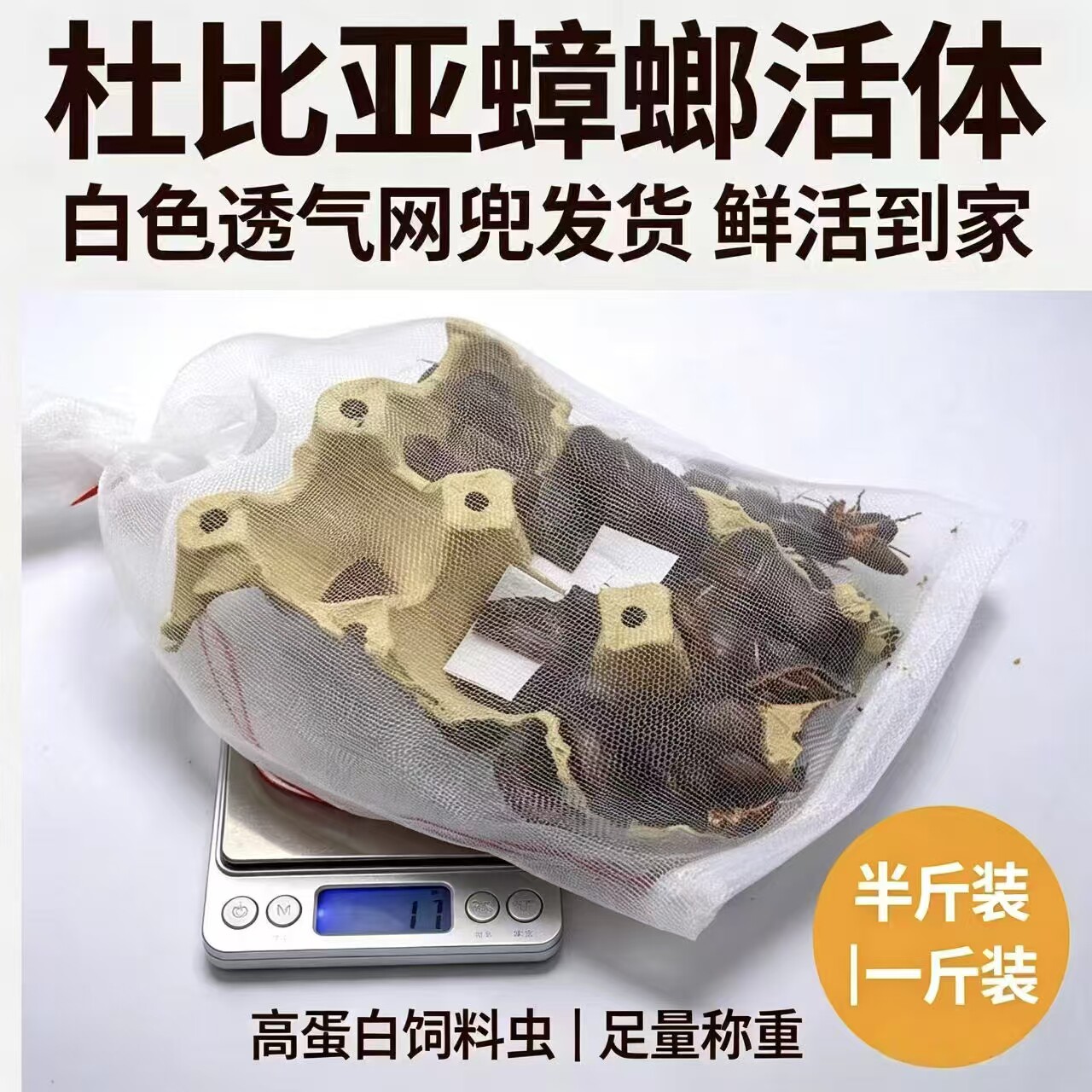 活体杜比亚蟑螂易饲养耐活高蛋白守宫等爬宠主食大小任选网兜发货