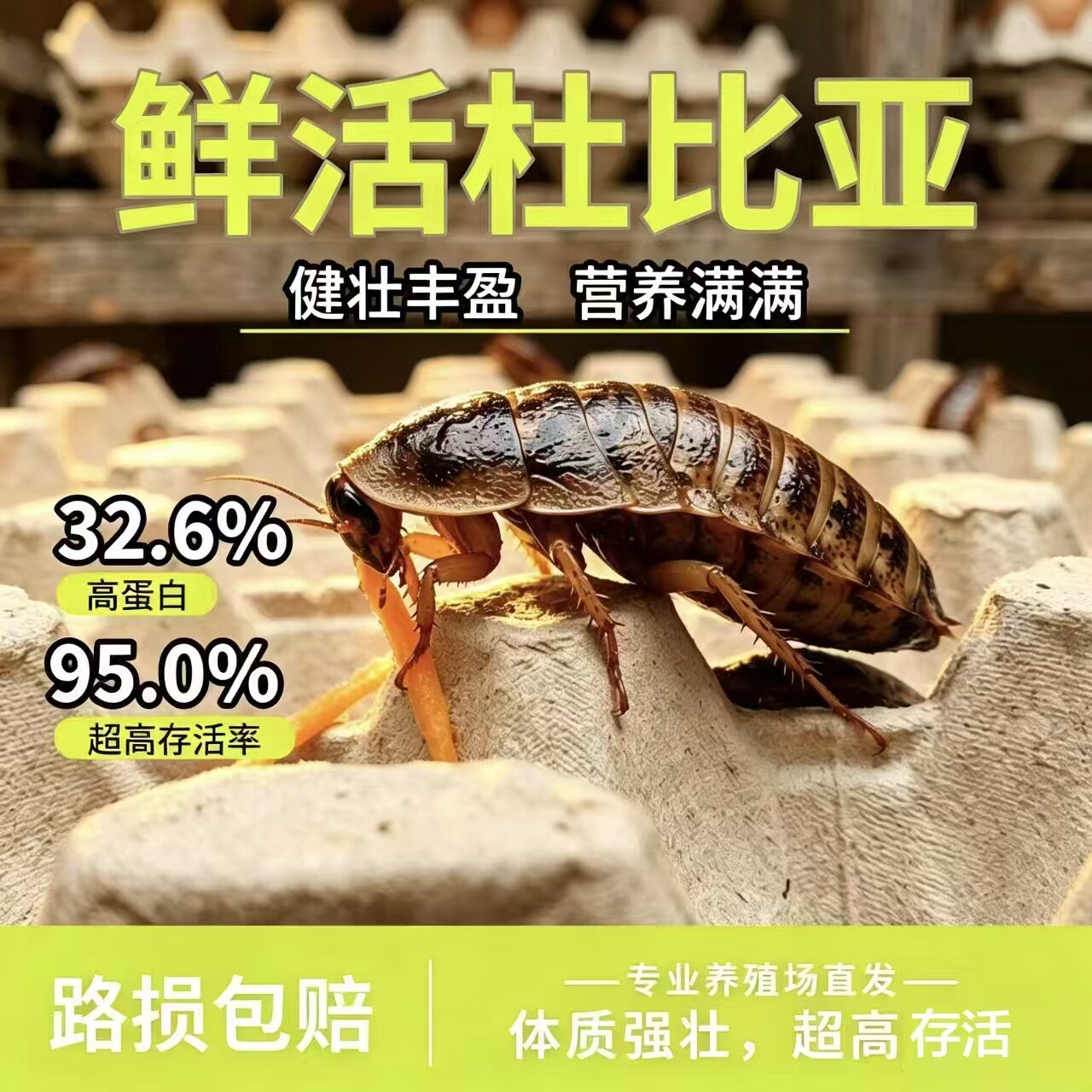 杜比亚活体饲料蟑螂营养高蛋白