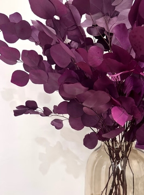 【紫气东来】紫色尤加利叶永生花高奢小众花材夏日花材秋天