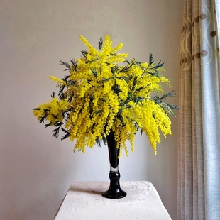 【金合欢】  高品质花材丨自带氛围感花材丨鲜花基地