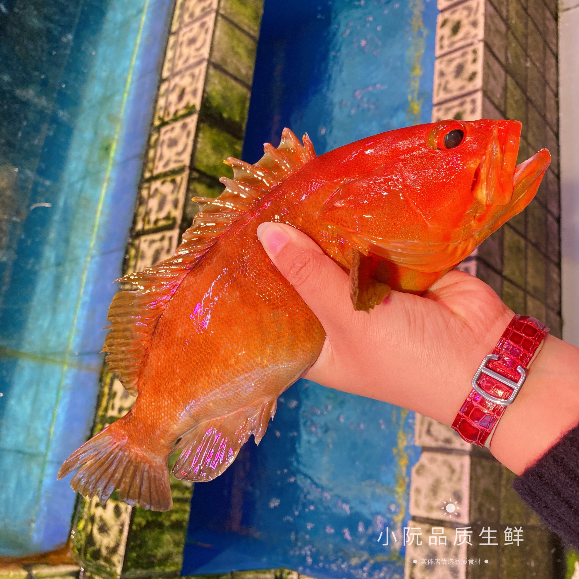 上海闪送鲜活红丁鱼 玫瑰鱼一斤红石斑鱼东兴斑 深海鱼 称重改价