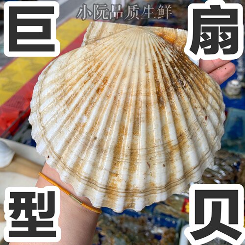 上海4两-1斤一只鲜活扇贝王野生海鲜新鲜大连獐子岛水产超大扇贝 - 封面