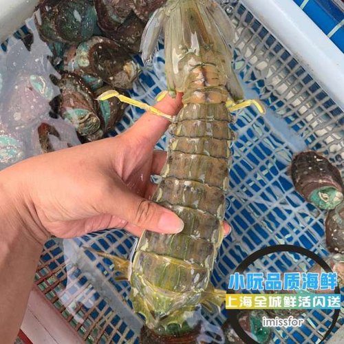 红膏泰国富贵水产虾姑0上海闪送