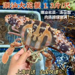 上海闪送鲜活潮汕特大红花蟹 1.3斤一只红花蟹海南水产梭子蟹顺丰