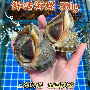 上海闪送海螺鲜活野生当天海捕新鲜海鲜水产贝壳现捕现发500g顺丰