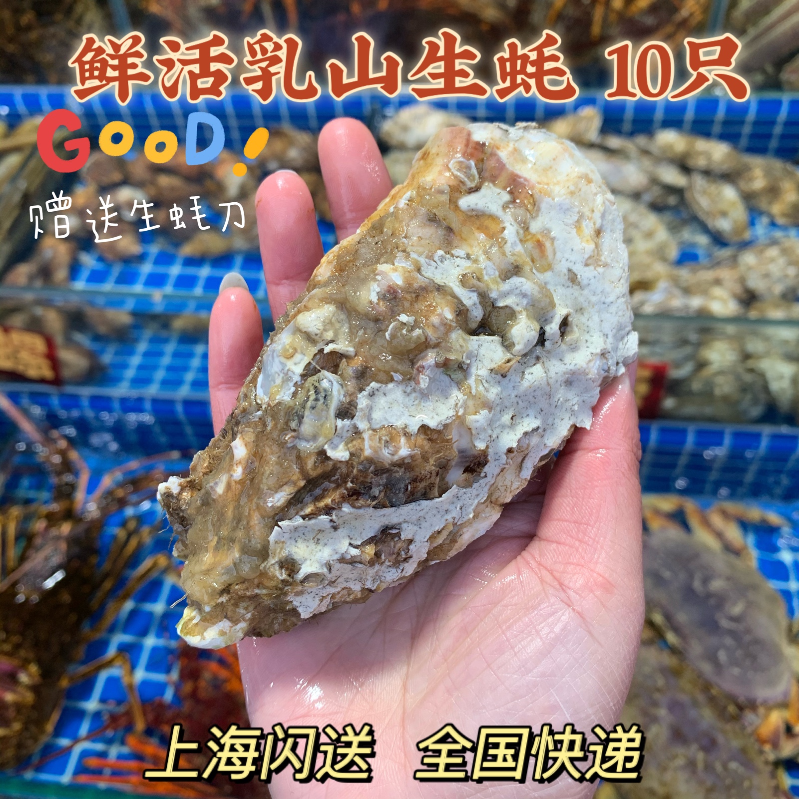 上海同城闪送水产广东湛江海乳鲜活生蚝烧烤清蒸10只顺丰包邮-封面