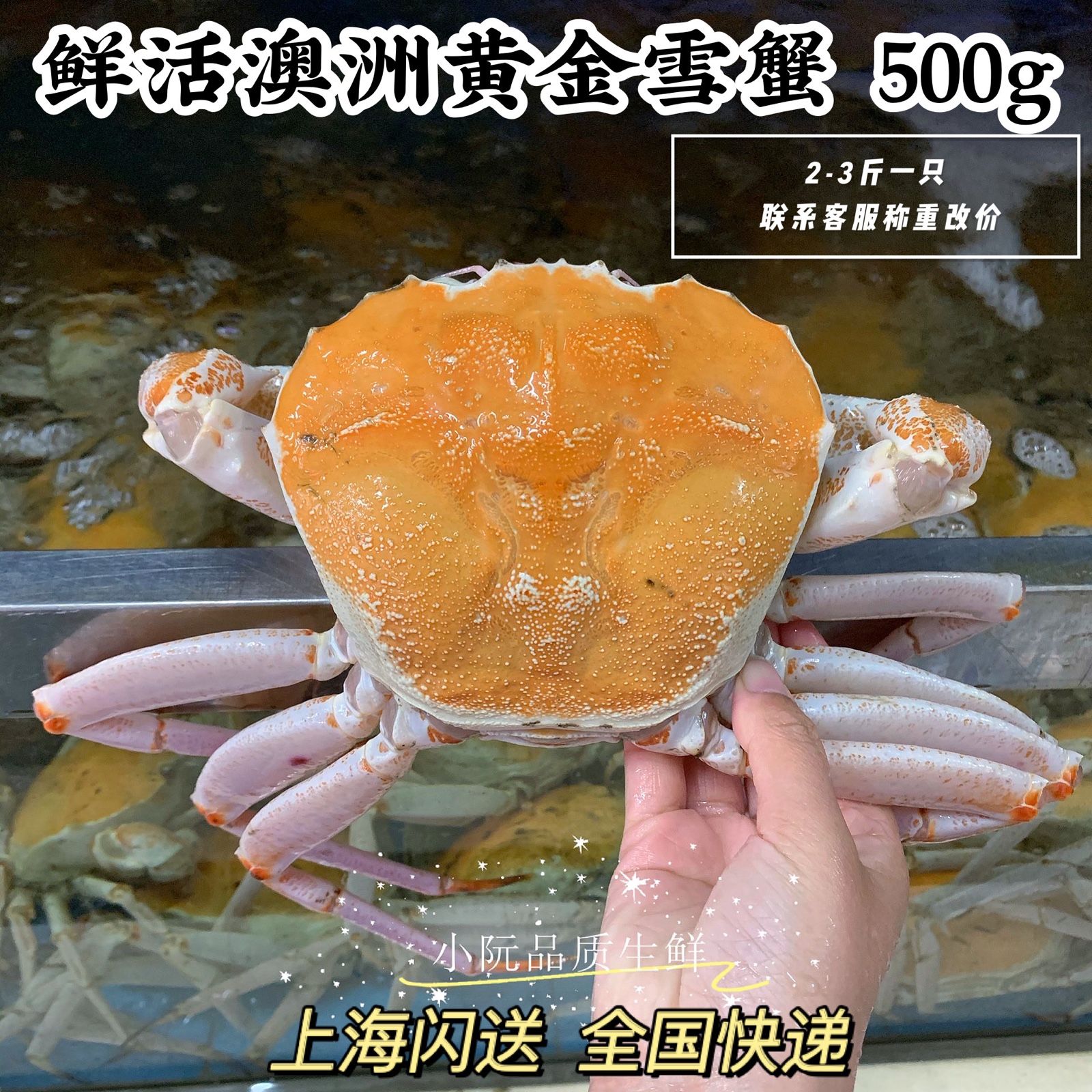 鲜活澳洲黄金雪蟹500g 帝王蟹皇帝大螃蟹长脚蟹板蟹 海鲜水产顺丰