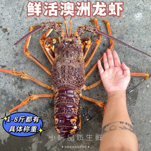 上海闪送鲜活岩龙虾小青龙进口
