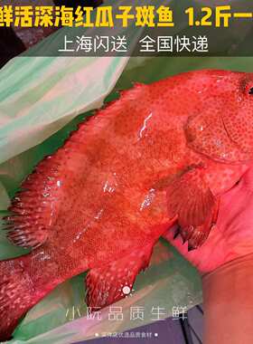 鲜活野生野生瓜子一斤海鲜瓜子斑