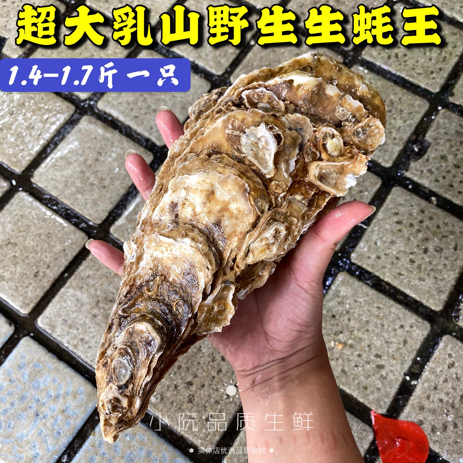 网红超大生蚝一只 鲜活带壳特大巨型牡蛎巨无霸乳山生蚝王拖鞋蚝