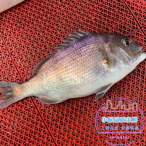 上海闪送当天海捕海钓野生包公鱼黑包公鲷鱼新鲜海鱼花尾黑鲷500g
