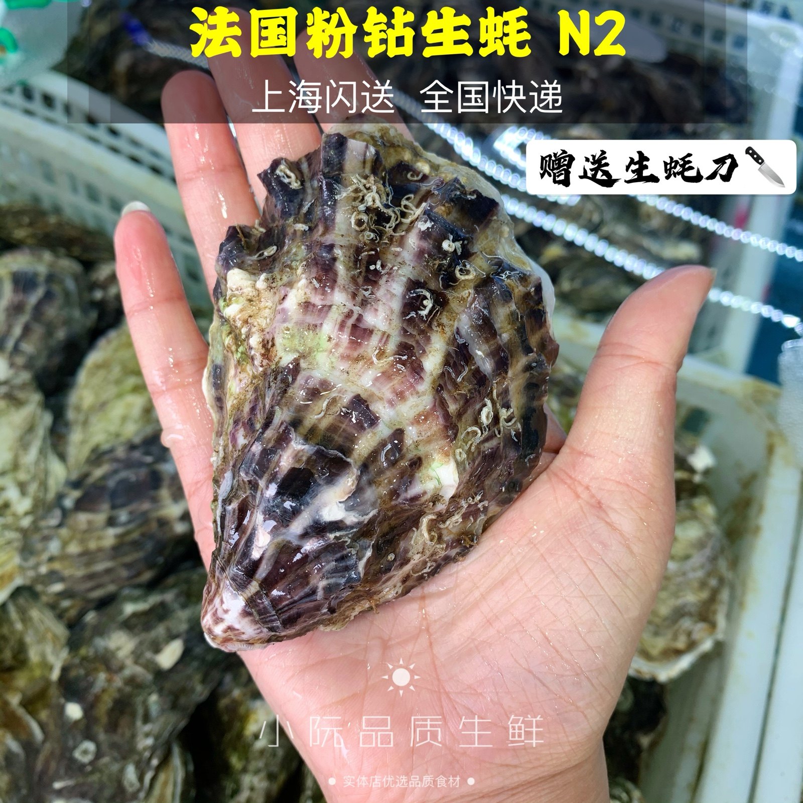 法国进口玫瑰粉钻生蚝n2 鲜活生蚝海鲜刺身牡蛎 即食生蚝3只起拍