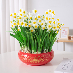 漳州水仙花盆栽水培植物种球花卉室内阳台开花好养冬季年宵花