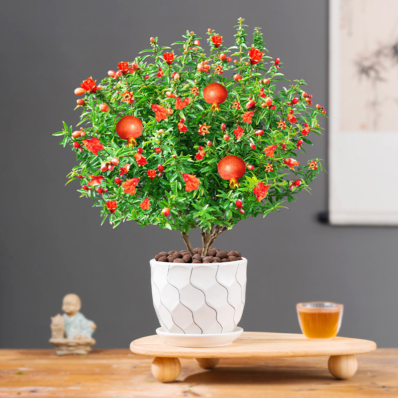 石榴花树苗带花苞发货好养盆栽图片