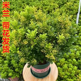 四季香水米兰花盆栽花卉植物室内阳台开花带花苞浓香好养老桩盆景