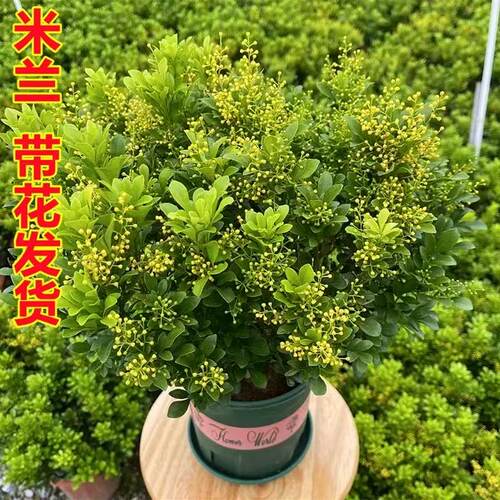 四季香水米兰花盆栽花卉植物室内阳台开花带花苞浓香好养老桩盆景